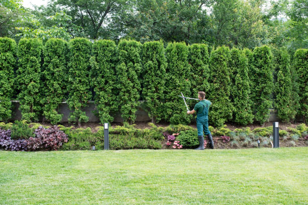 Best Arborist Consultation Services  in Scandia, MN